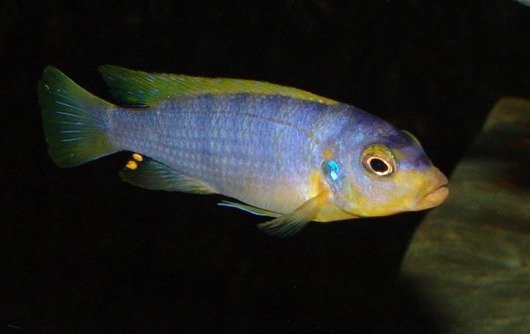 Maylandia aurora 'Likoma Island'